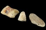 Composite Hadrosaur Finger - Alberta (Disposition #-) #100762-2